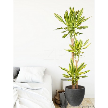 Dracena wonna 'Yellow Coast' Dracaena fragrans