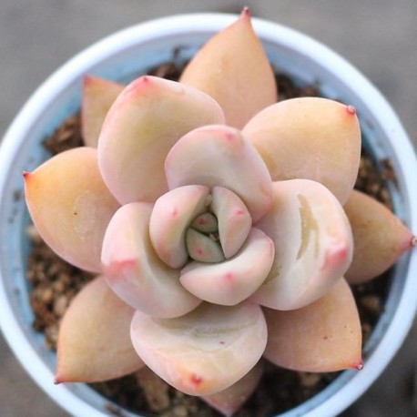 Echeveria colorata 'Mexican Giant' Eszeweria meksykański olbrzym