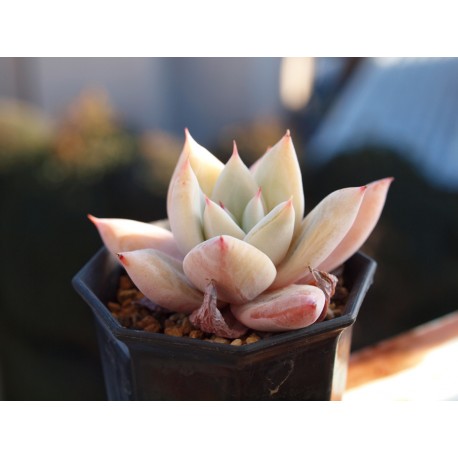 Echeveria colorata 'Mexican Giant' Eszeweria meksykański olbrzym