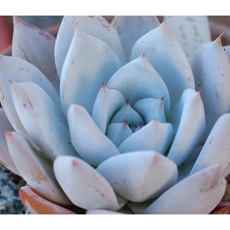 Echeveria colorata 'Mexican Giant' Eszeweria meksykański olbrzym