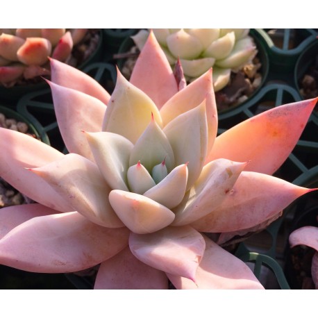 Echeveria colorata 'Mexican Giant' Eszeweria meksykański olbrzym