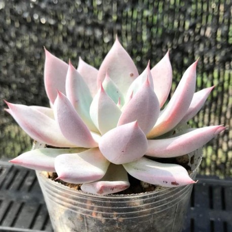 Echeveria colorata 'Mexican Giant' Eszeweria meksykański olbrzym