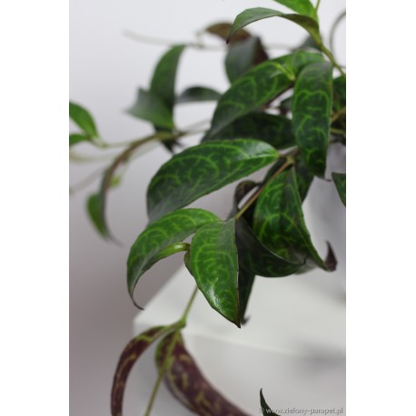 Aeschynanthus marmoratus Eszynanthus marmurkowy