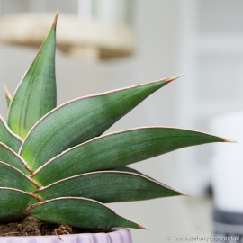 Sansevieria trifasciata 'Almond Silver'