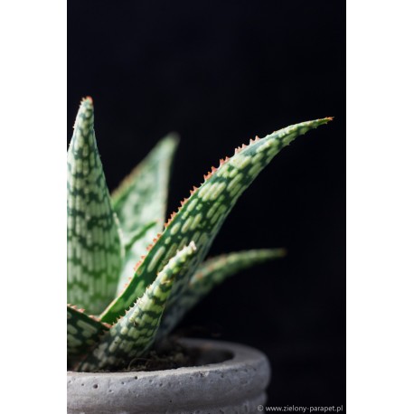 Aloe 'Asia' Aloes