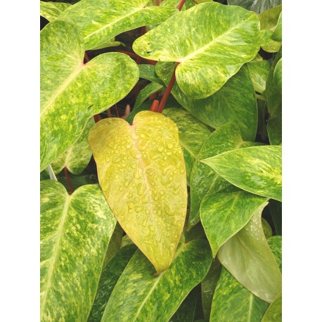 Philodendron 'Painted Lady' Filodendron