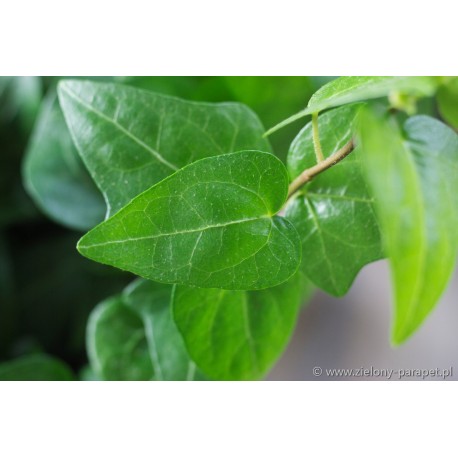 Hedera helix 'Mein Herz' Bluszcz