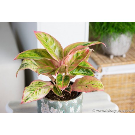 Aglaonema 'Crete'