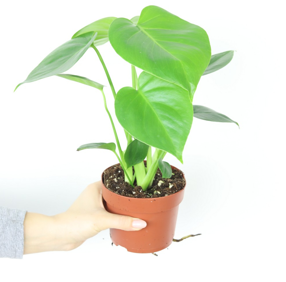 Monstera Deliciosa Monstera Dziurawa Zielony Parapet