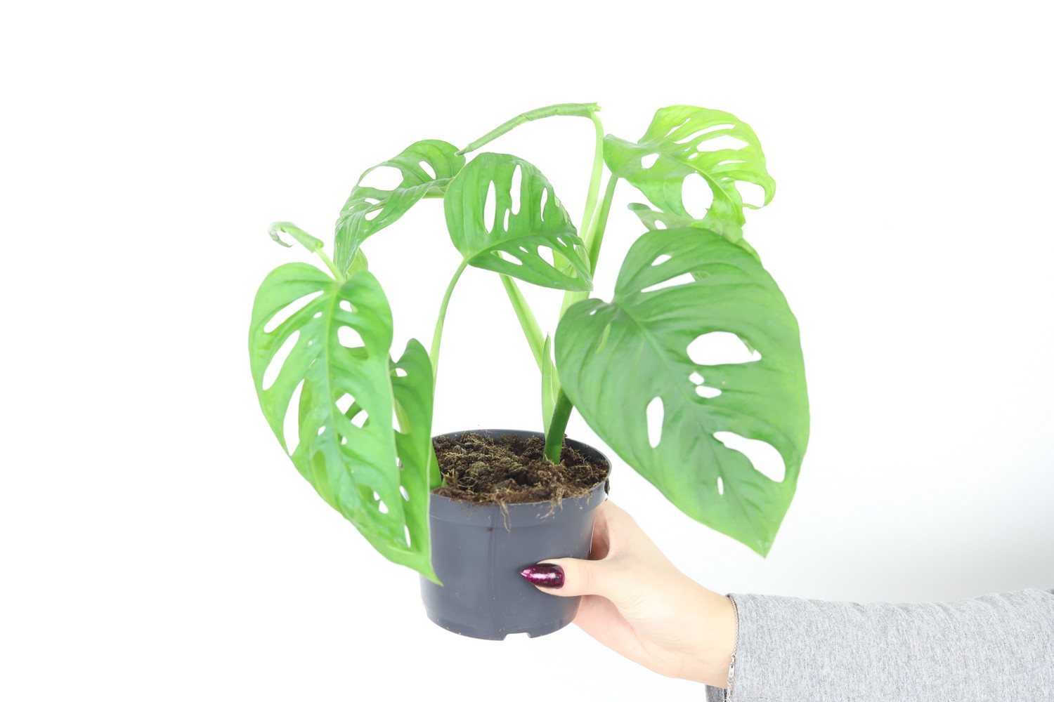 Monstera Monkey Mask Zielony Parapet