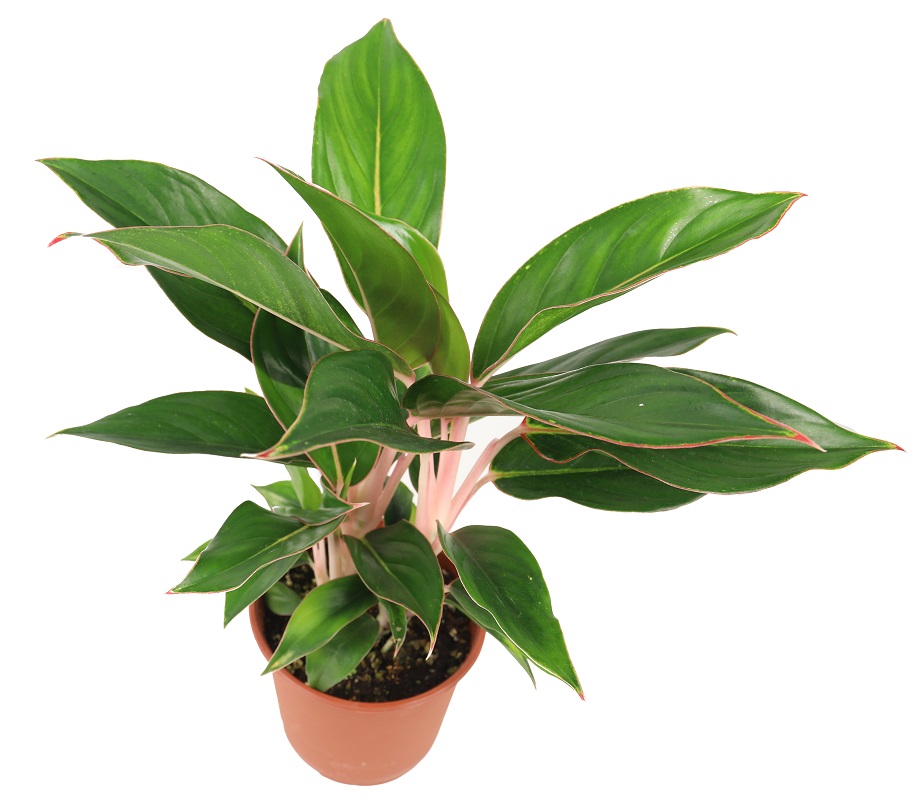  Aglaonema  Black  Lipstick  Zielony parapet